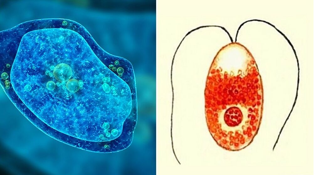protozojski paraziti dizenterijska ameba i malarijski plazmodij