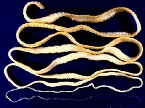 Kaiseworm