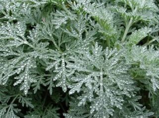 Wormwood protiv crva