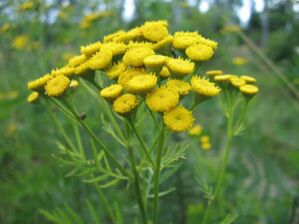Tansy za uklanjanje parazita iz tijela